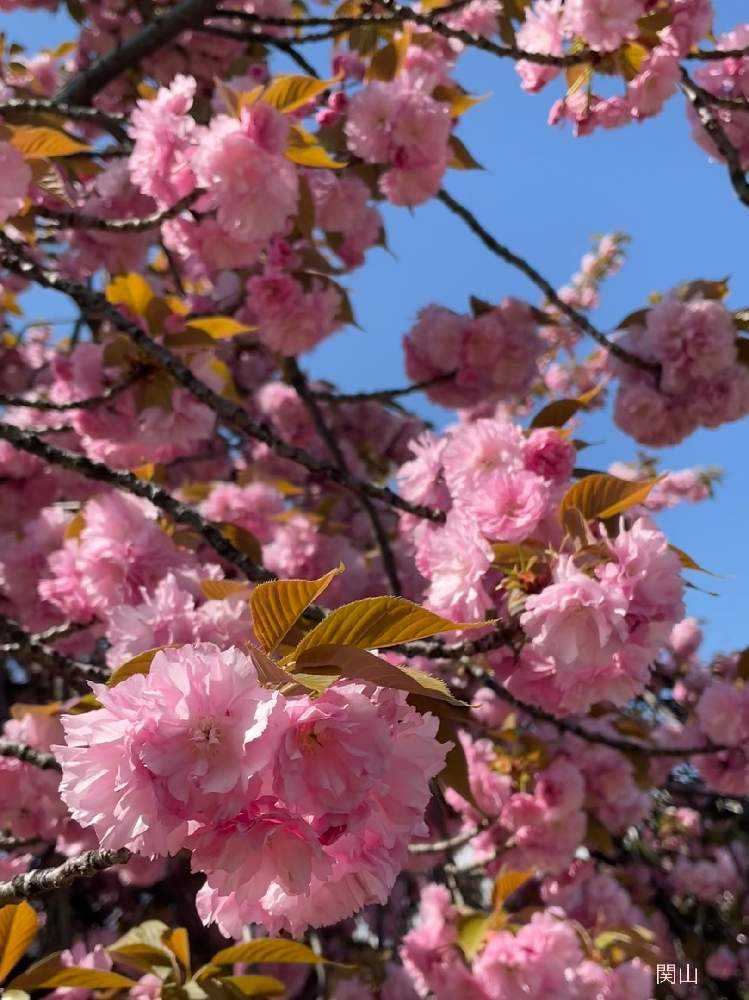 八重咲きの🌸関山🌸御衣黄桜🌸鬱金桜🌸一葉など綺麗に咲いてます 八重咲きの🌸関山🌸御衣黄桜🌸鬱金桜🌸一葉など綺麗に咲いてます