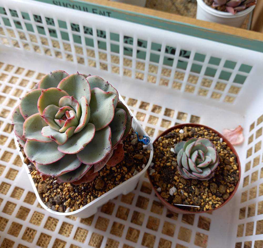 多肉植物　ピーチスアンクリーム　　抜き苗 168🌹アトランティス ピーチスアンクリム｜🍀GreenSnap