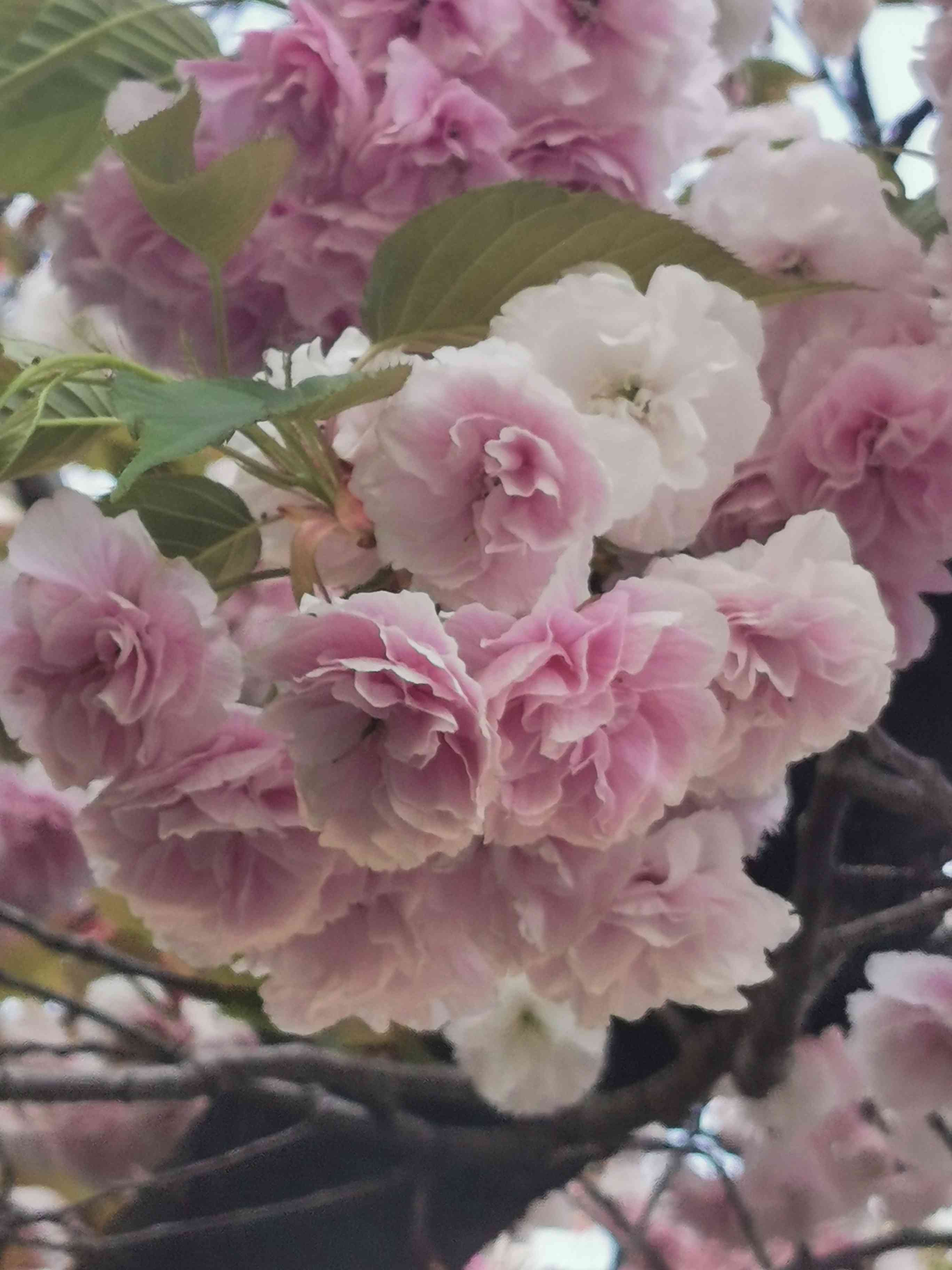 八重桜 sakura031_01a.jpg
