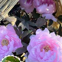 ボタン,ボタン　八千代椿,GSの皆さまに感謝♡,上野東照宮ぼたん苑,コロナおしりペンペン( ･᷄ὢ･᷅ )の画像