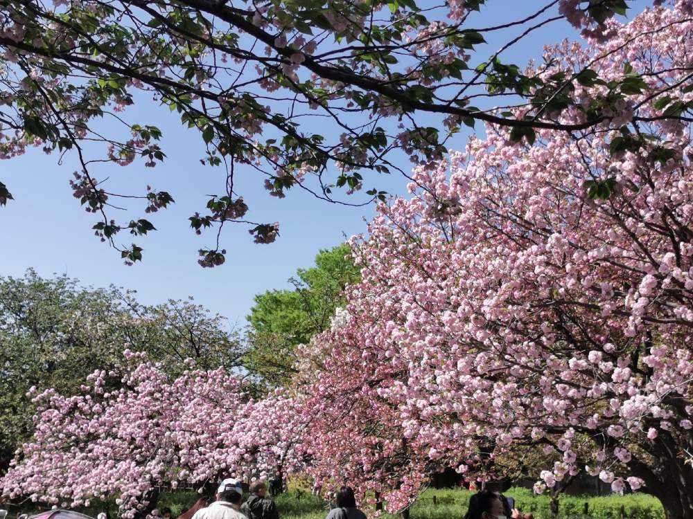 八重桜（サトザクラ）の競演｜🍀GreenSnap（グリーンスナップ）