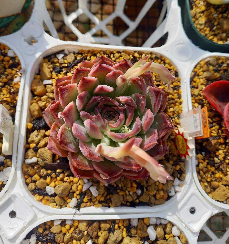 多肉植物実生苗 メキシコポルデンシス×シムランスラグナサンチェス