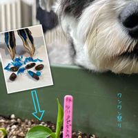 旅人の木,実生,沖縄,タビビトノキ!,翡翠色の画像