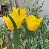 チューリップ,秋植え球根,ビタミンカラー,黄色の花,ケールの画像