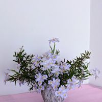 レモンティーツリー,シャガ,我が家のお花,㊗️ネモさん1000pic,花遊び♪の画像