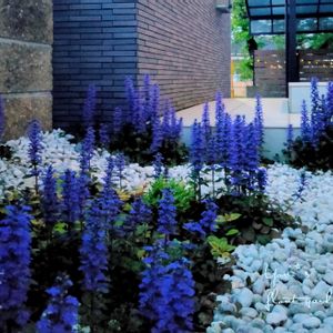 アジュガ,ガーデニング,マイガーデン,紫の花,青い花の画像