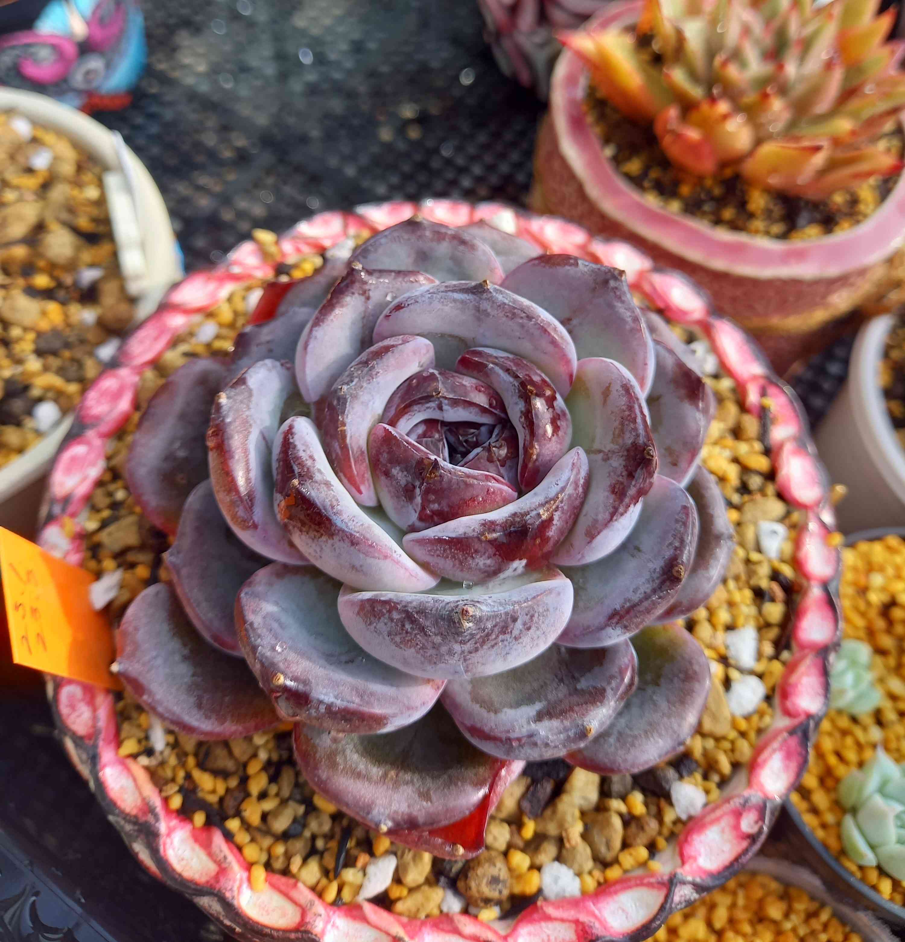 868🌹ダークオパール｜🍀GreenSnap（グリーンスナップ）