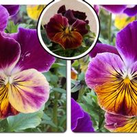 ビオラ,こぼれ種ビオラ,こぼれ種,色の変化,開花中の画像