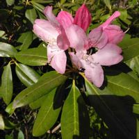 シャクナゲの画像