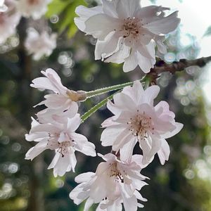 枝垂れ桜,イトザクラ,ピンクの花,八重咲き,植栽の画像