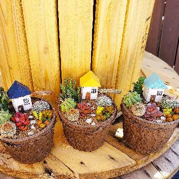 諏訪湖,MOGU太郎鉢,多肉植物,小さな箱庭,長野タニラーの画像