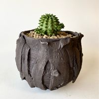 ユーフォルビア スザンナエ,ユーフォルビア属,スザンナエ,瑠璃晃,ユーフォルビア 瑠璃晃の画像
