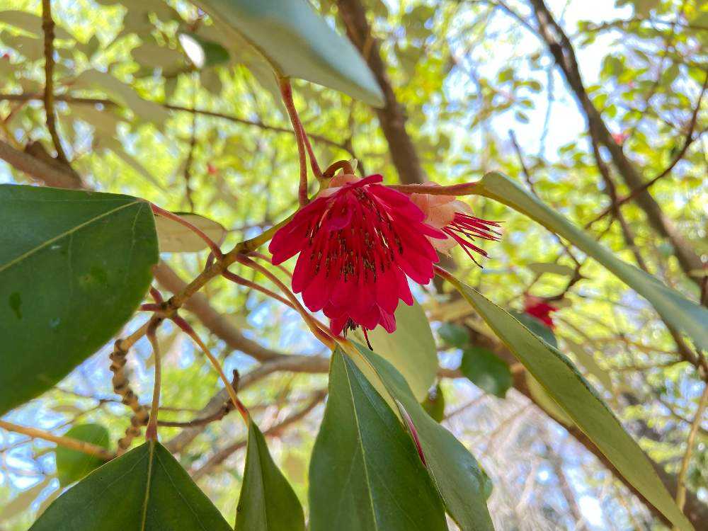 2023年4月1日(土) お散歩分(前編)｜🍀GreenSnap（グリーンスナップ）