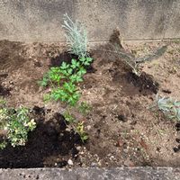 フォックスリータイム,パセリ,ブロンズフェンネル,カレープラント,ラベンダーの画像