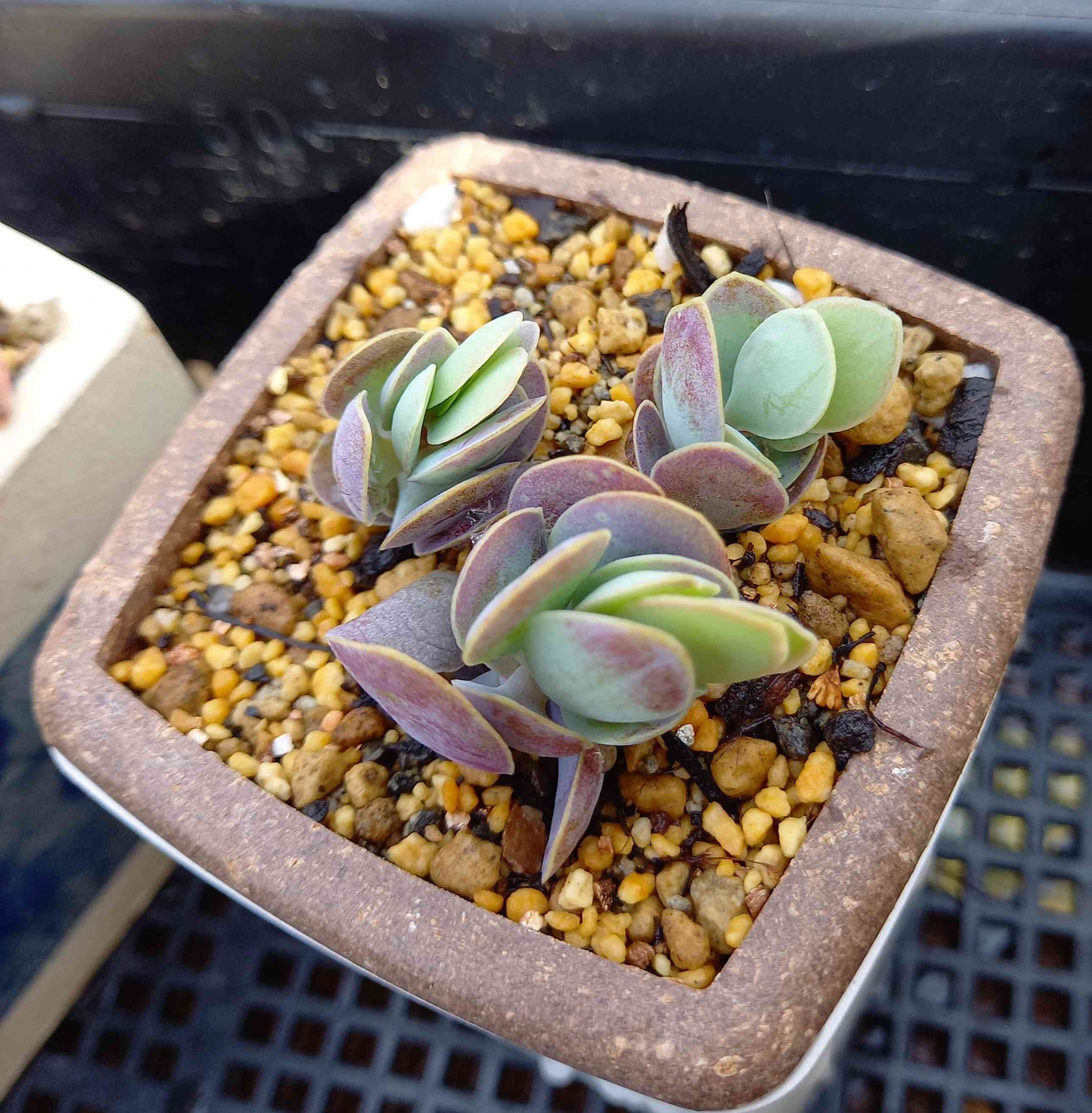多肉植物 クラッスラ属 ワテルメイエリー カット極小苗 : 花と緑
