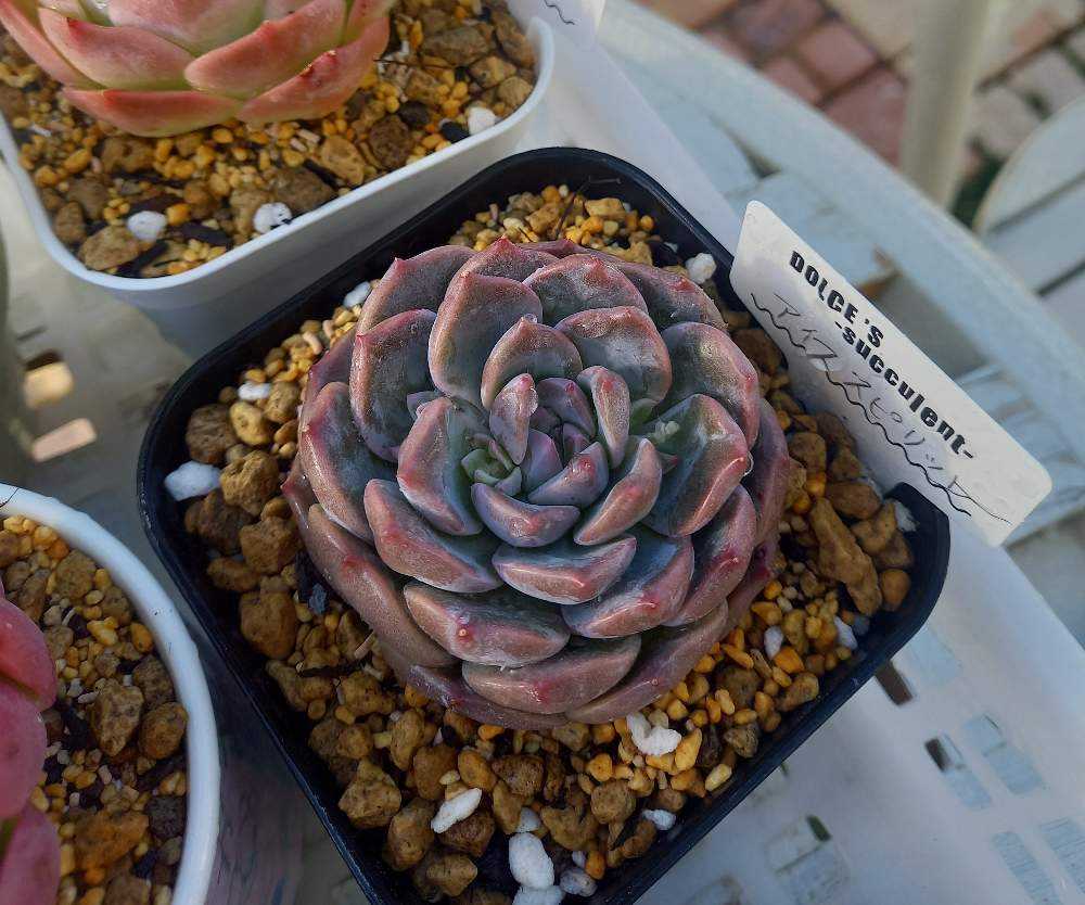 No.544 ❁アイススピリッツ❁ 苗 多肉植物 寄せ植え No.544 ❁アイススピリッツ❁ 苗 多肉植物 寄せ植え No.544 ❁アイス