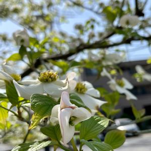 ハナミズキ,白い花,ミズキ科,植栽,木の花の画像