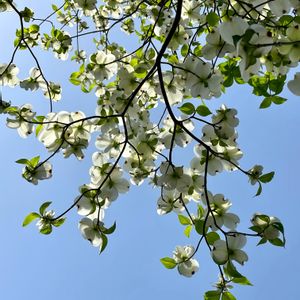 ハナミズキ,白い花,植栽,木の花,ミズキ属の画像