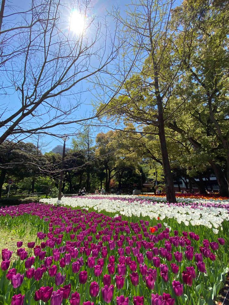 petitcoeur4さんの横浜公園への投稿