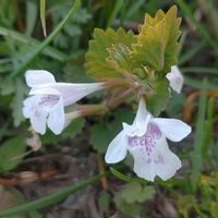 カキドオシ,散歩の途中で∪∵∪,白組♪の画像