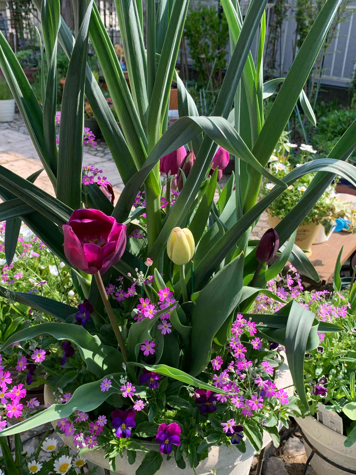 トリプルデッカーの寄せ植え｜🍀GreenSnap（グリーンスナップ）