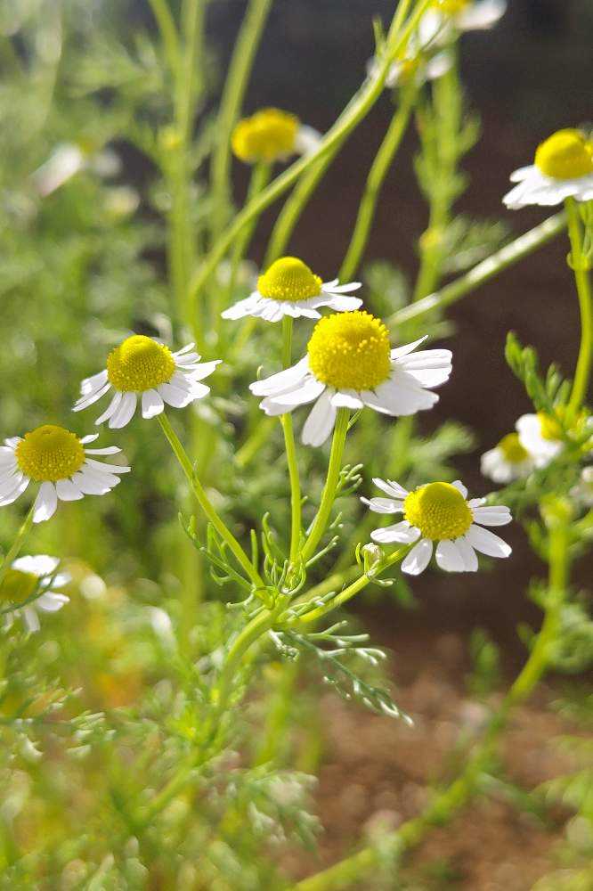 No.297 散歩道の植物 2023年4月④たんぽぽ、斑入りツルニチニチソウ