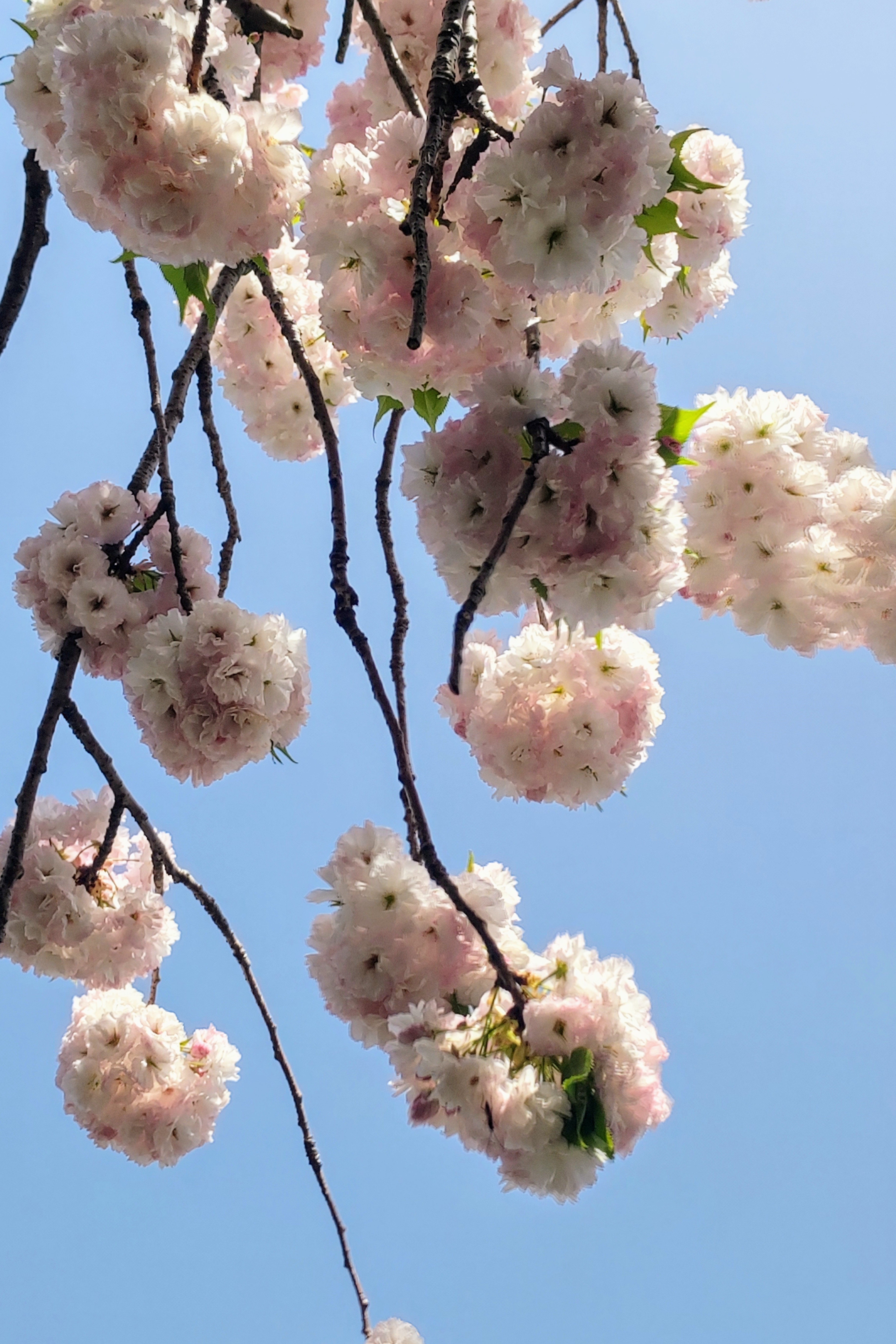 No. 264 2023八重咲きの桜。松月桜、菊枝垂桜・・・｜🍀GreenSnap 
