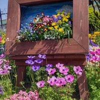 アネモネ,ネメシア,花散歩,幸せな時間,額縁プランターの画像