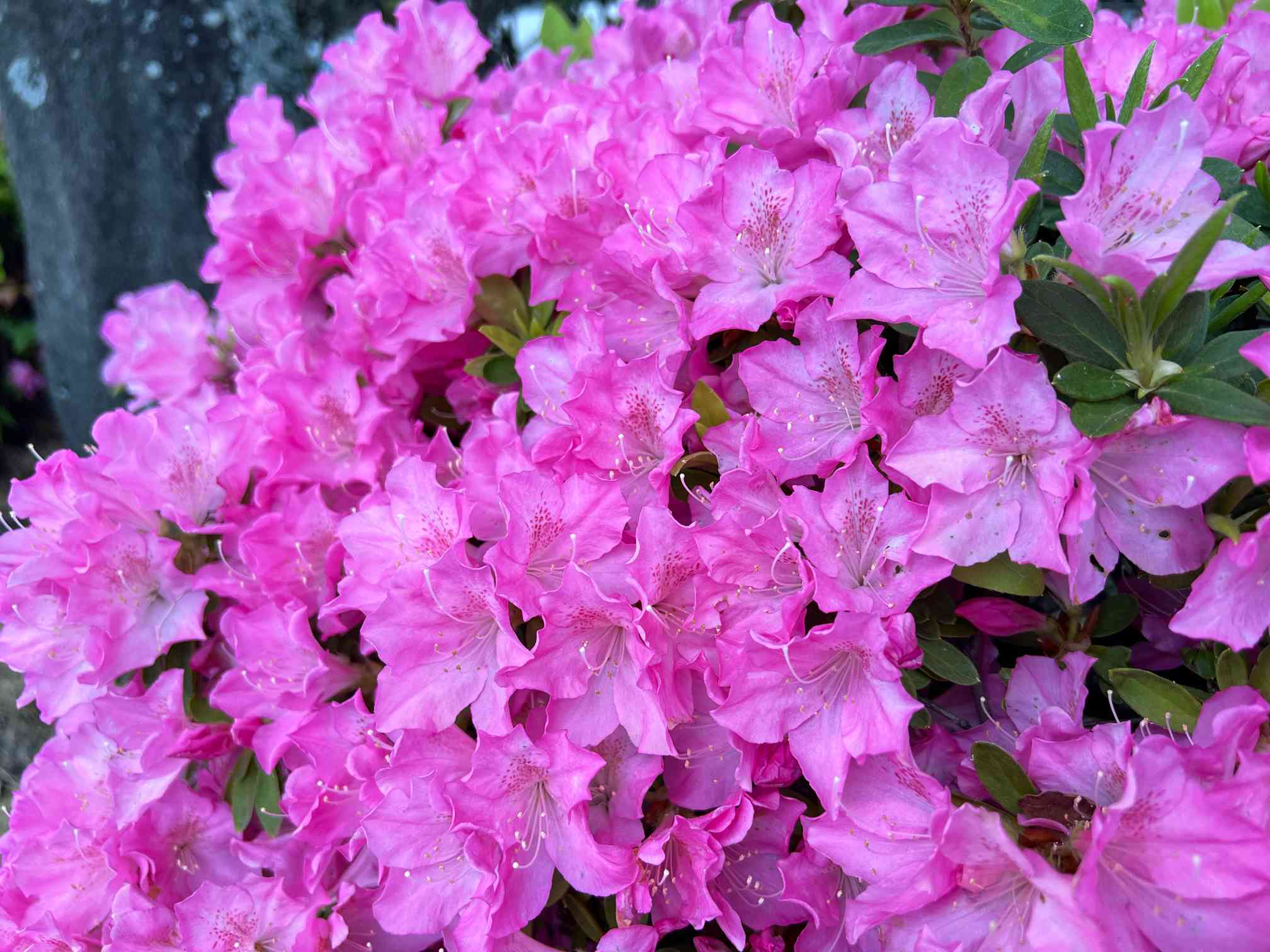 つつじの季節｜🍀GreenSnap（グリーンスナップ）