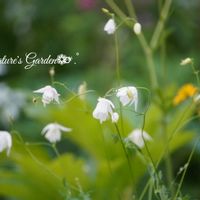 風鈴おだまき,ナチュラルガーデン,花のある暮らし,小さな幸せ♡,ナチュラルスタイルの画像