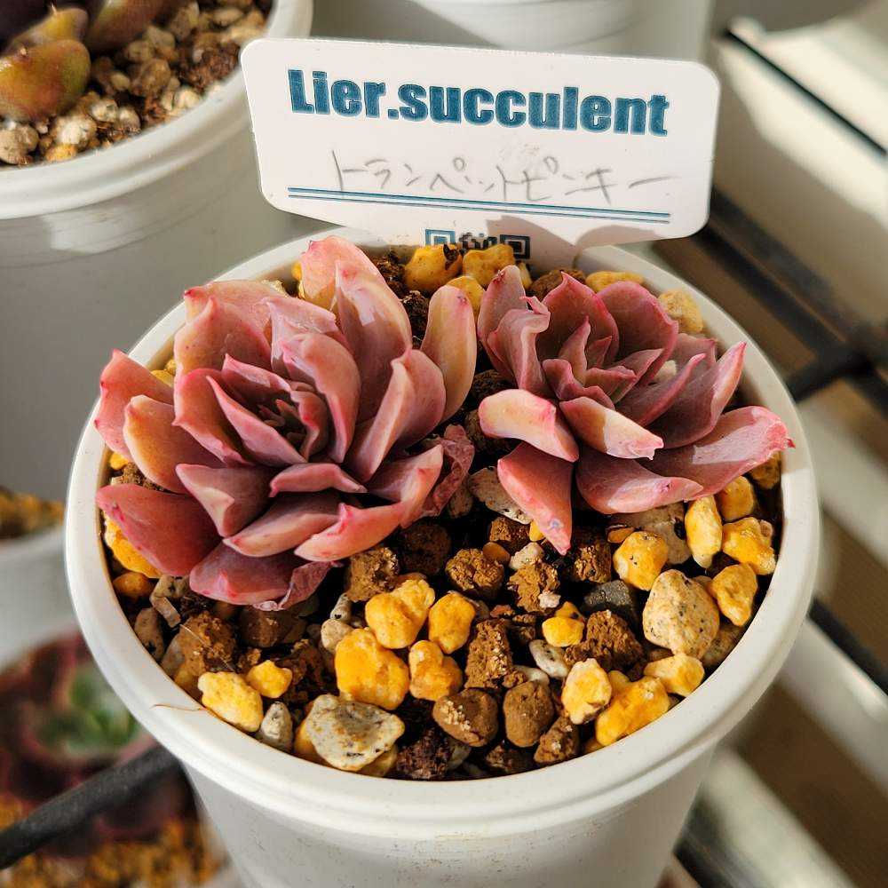 トランペットピンキー｜🍀GreenSnap（グリーンスナップ）