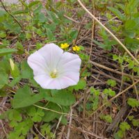 ヒルガオの画像