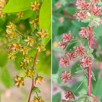 ユキヤナギ,ユキヤナギの実,ユキヤナギ観察隊,みどりのまとめNo.112,エントランスの画像