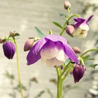 風鈴おだまき,季節の花,花のある暮らし,庭の宿根草,紫色の花の画像