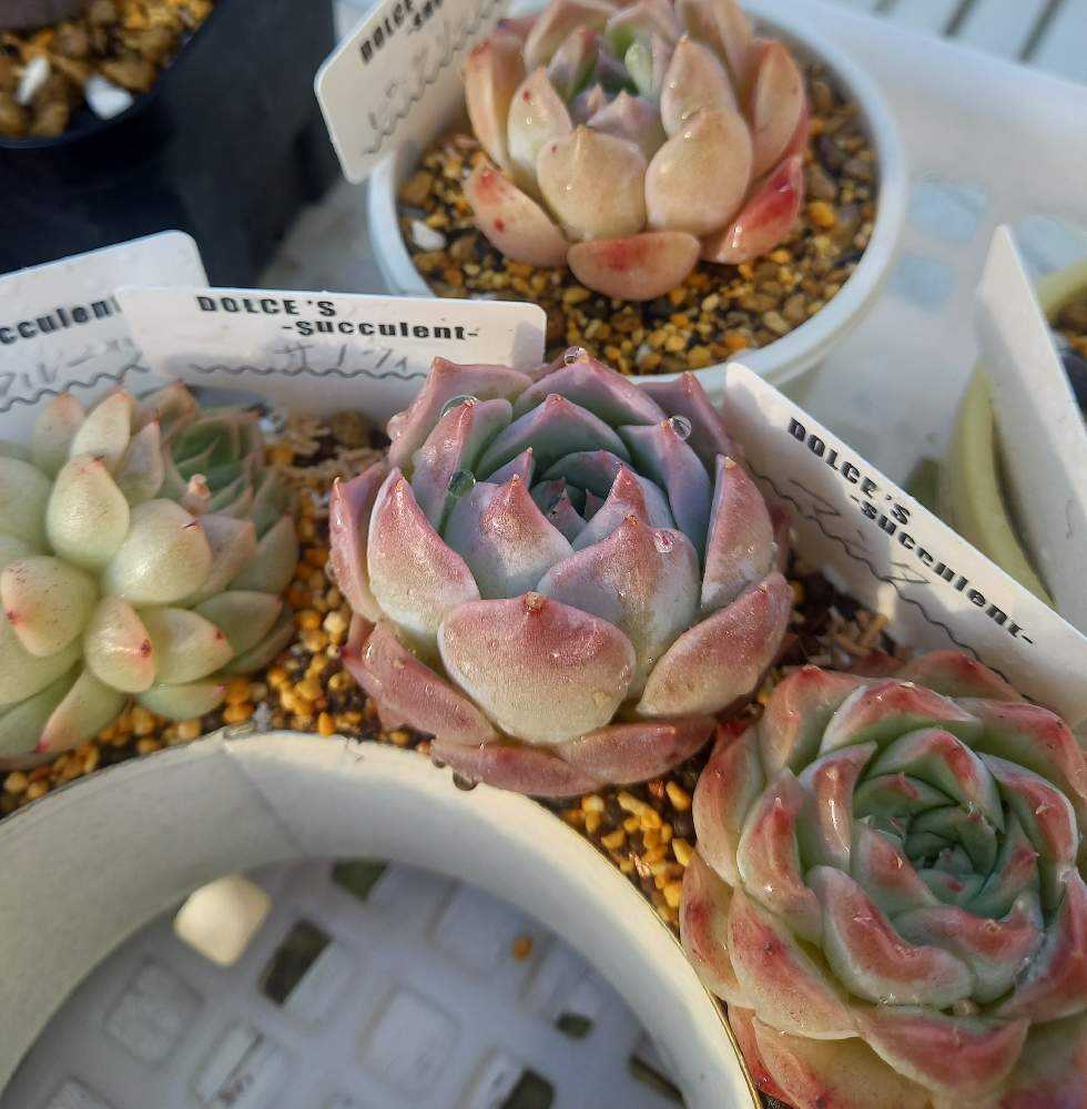 1016🌹サノフィ｜🍀GreenSnap（グリーンスナップ）