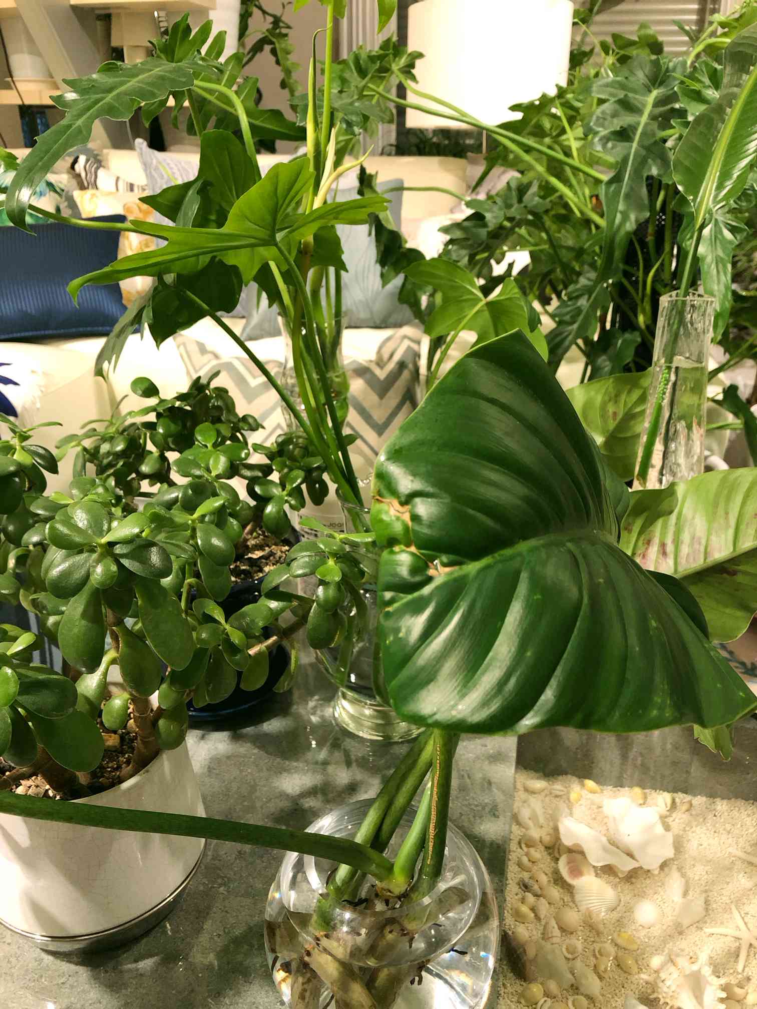 フィロデンドロン・クルエンタムの一覧｜🍀GreenSnap（グリーンスナップ）