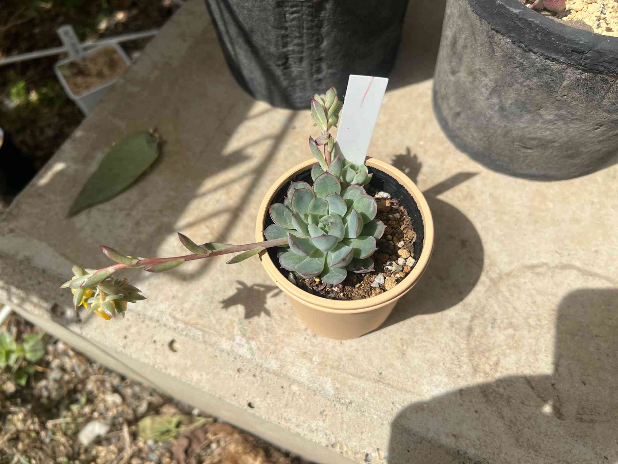 エケベリア ドリームローズ 育成と交配の記録｜🍀GreenSnap