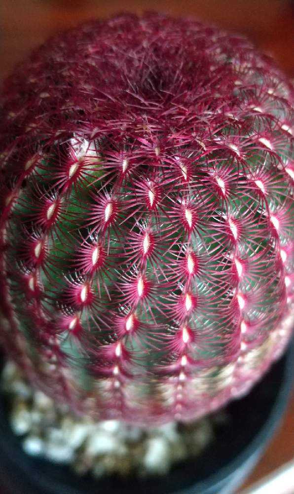 紫太陽 開花まで💜｜🍀GreenSnap（グリーンスナップ）