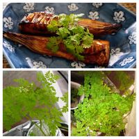 チャービル,おうちde菜園,タネから,種まき中毒,おうち園芸の画像