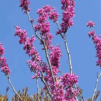 ハナズオウ,花壇,ガーデニング,庭木,山野草の画像