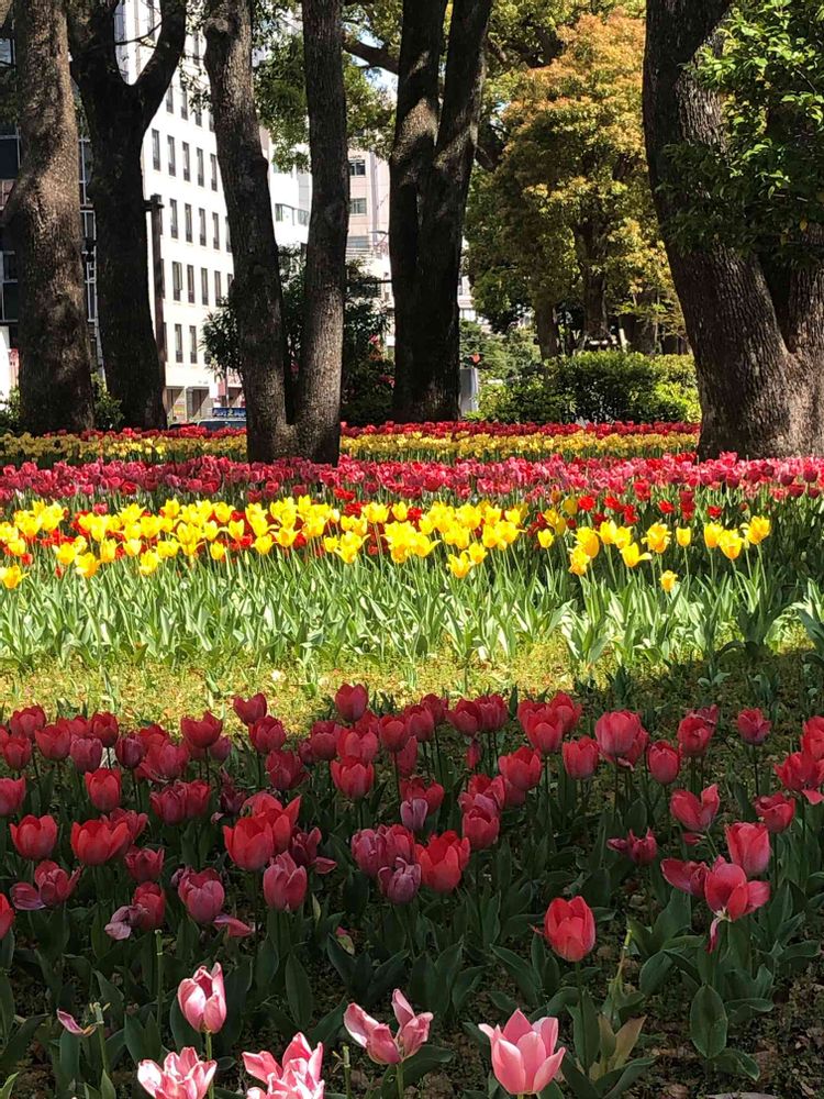 ピリチャンさんの横浜公園への投稿