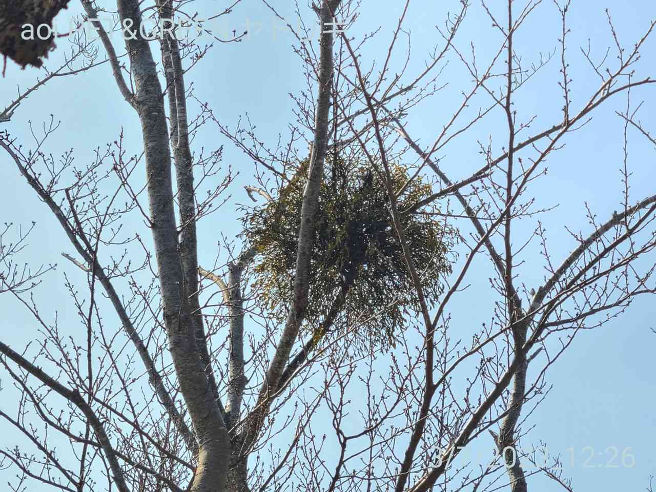 ヤドリギ宿らせ作戦｜🍀GreenSnap（グリーンスナップ）