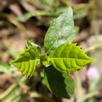 青木,アオキ,アオキ(青木),我が庭の野草たち,教えて✽の画像