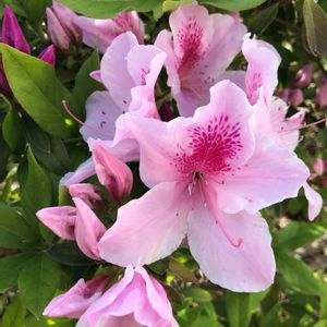 ツツジ,美しい,ウォーキング,街の植栽,ピンク色のお花の画像