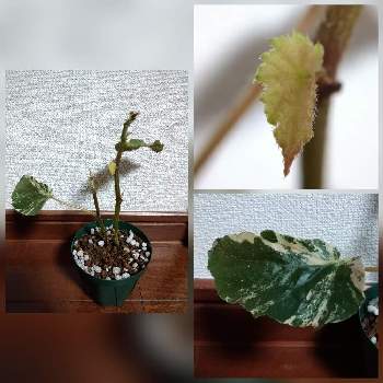 盆栽,盆栽棚,屋外管理の画像