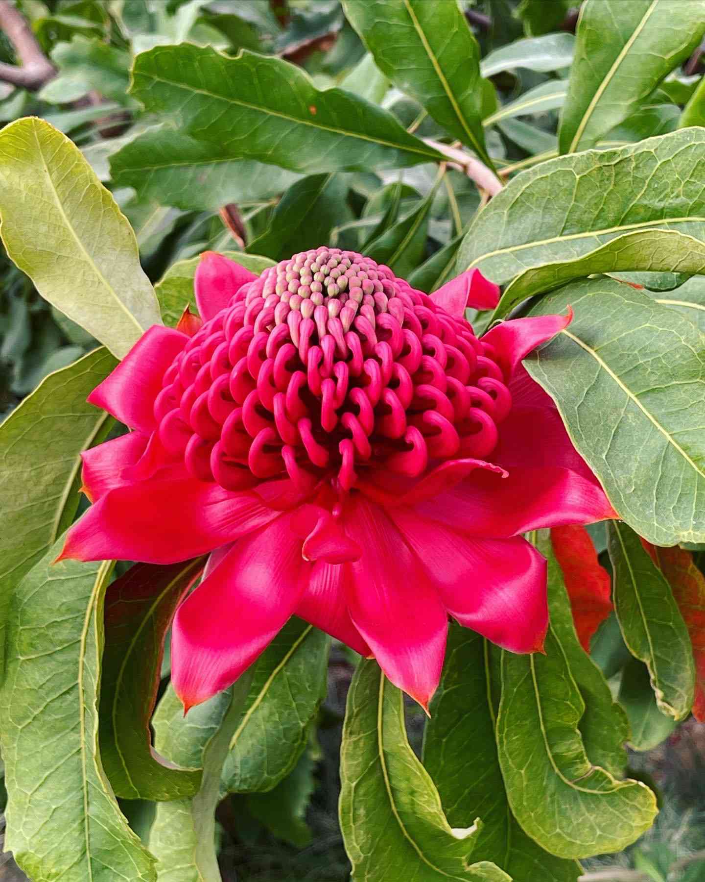 テロペア スペシオシッシマの一覧｜🍀GreenSnap（グリーンスナップ）