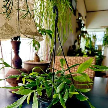 リプサリス プラティクラダ,多肉植物,垂れ下がる植物,レア植物,観葉植物の画像