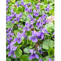 ニオイスミレ,北海道庁前庭の花,花散歩,春到来！,春の訪れの画像