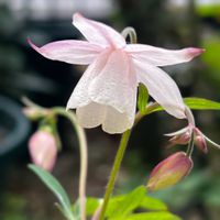 オダマキ,風鈴おだまき,ピンクの花,種まきっ子,花のある暮らしの画像
