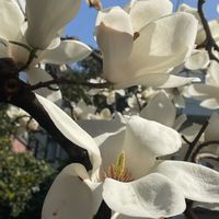 モクレン,マグノリア,マグノリア,ハクモクレン,白い花の画像